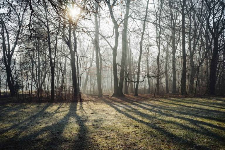 The sun shines through the wintry alluvial forest of the Isar.