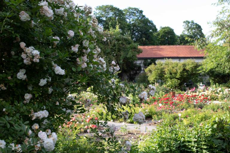 A bush with white roses in the foreground. In the background, more rose beds and a house.